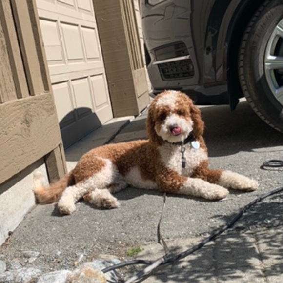 Meet the Posher! ❤️ - Picture 1 of 2